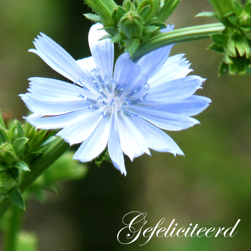Verjaardagskaart blauwe bloem - Verjaardagskaarten Verjaardagskaarten - Verjaardagskaart blauwe bloem
