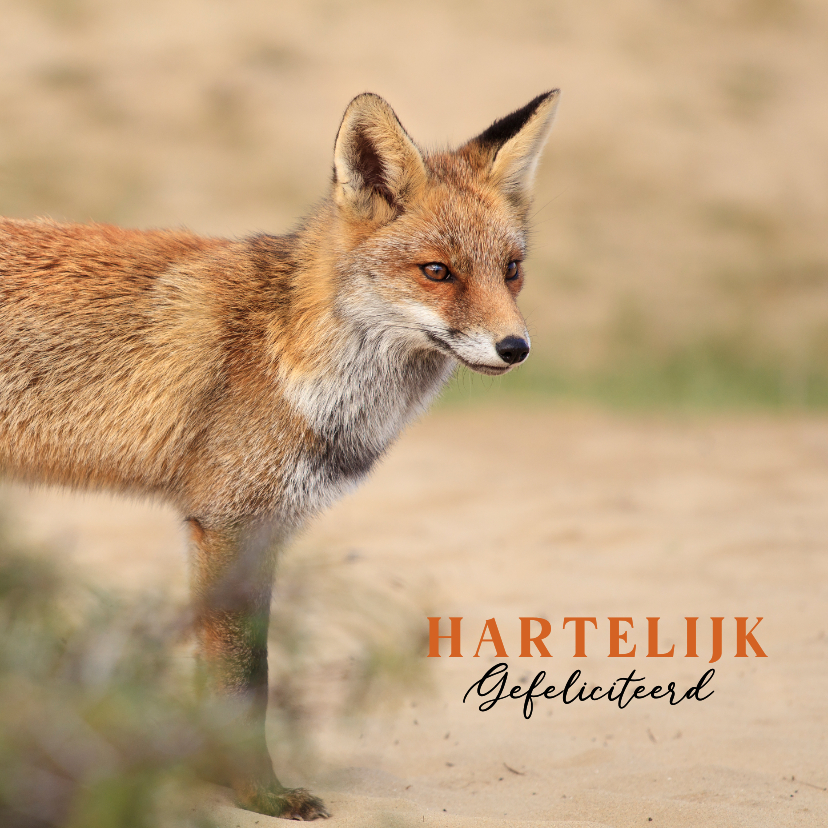 Verjaardagskaarten - Verjaardagskaart foto van vos in de duinen