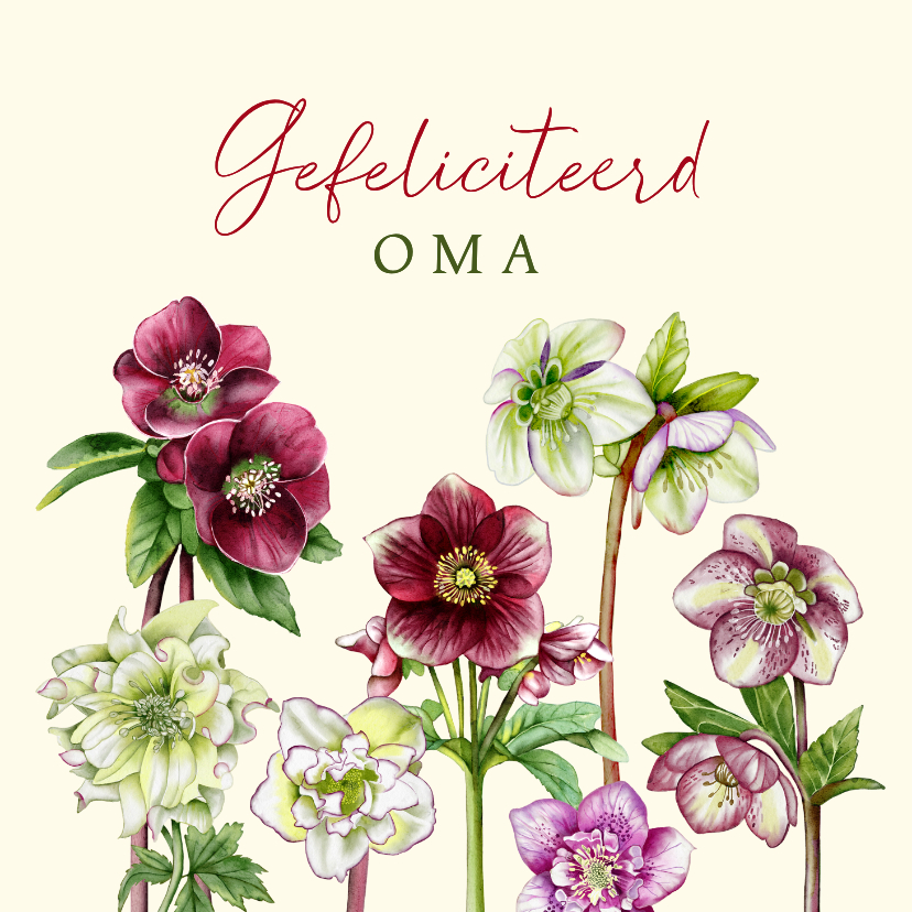 Verjaardagskaart helleborusbloemen - Verjaardagskaarten Verjaardagskaarten - Verjaardagskaart helleborusbloemen