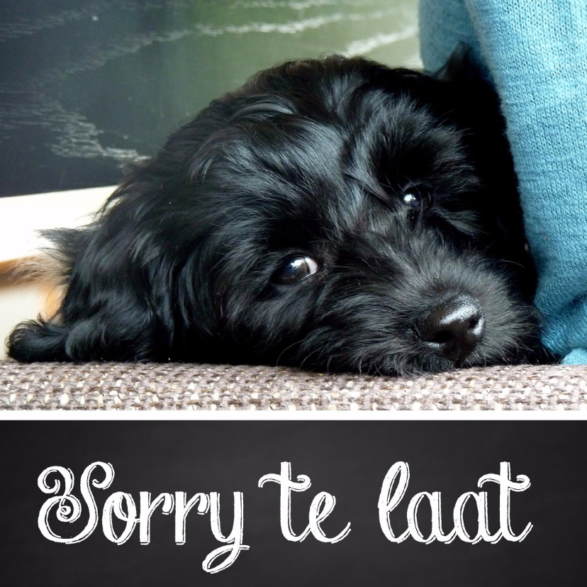 Verjaardagskaart hond sorry te laat - Verjaardagskaarten Verjaardagskaarten - Verjaardagskaart hond sorry te laat