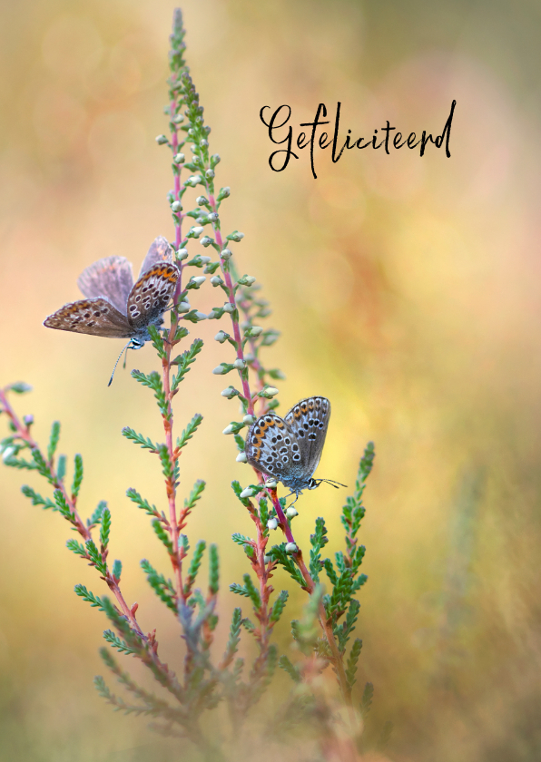 Verjaardagskaarten - Verjaardagskaart met vlinders op de hei