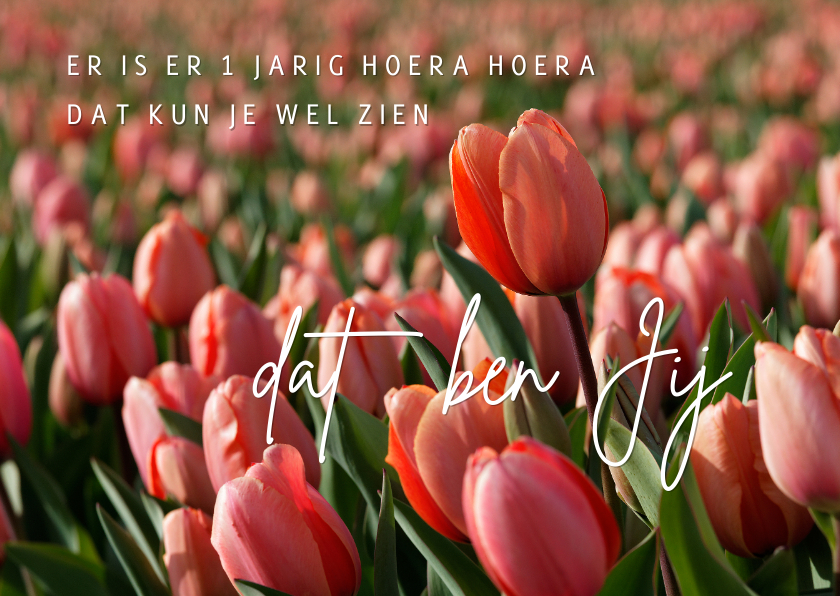 Verjaardagskaart rode tulpen OT - Verjaardagskaarten Verjaardagskaarten - Verjaardagskaart rode tulpen OT