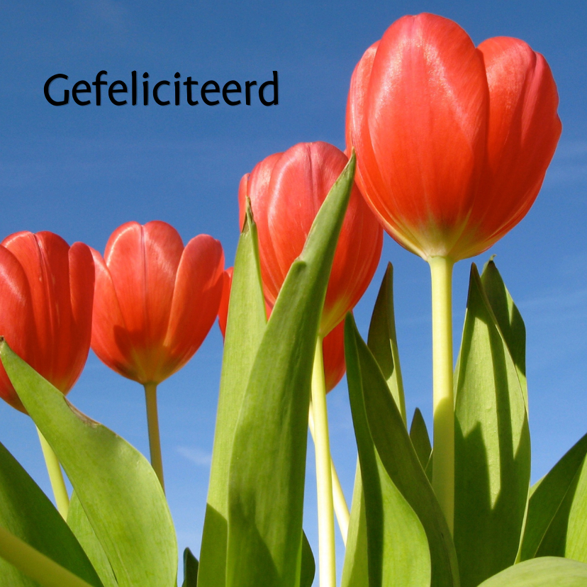 Verjaardagskaarten - verjaardagskaart tulpen X -LB