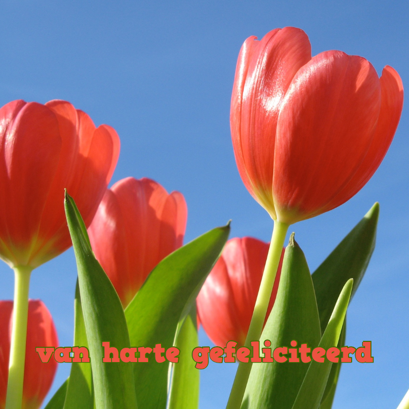 verjaardagskaart tulpen XII -LB - Verjaardagskaarten Verjaardagskaarten - verjaardagskaart tulpen XII -LB