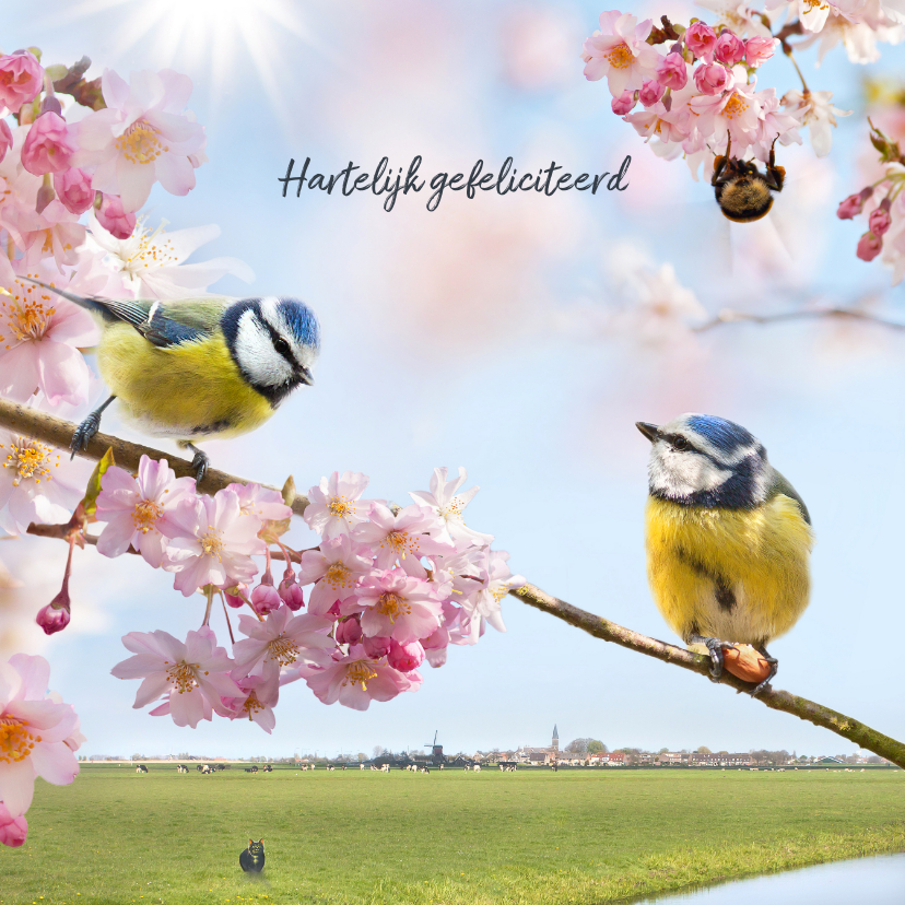 Verjaardagskaarten - Vrolijke felicitatie met vogels