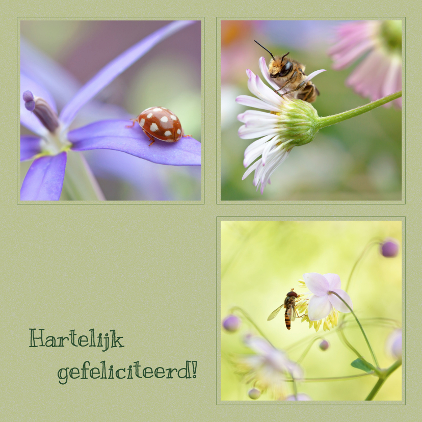 Wens met natuur - Verjaardagskaarten Verjaardagskaarten - Wens met natuur