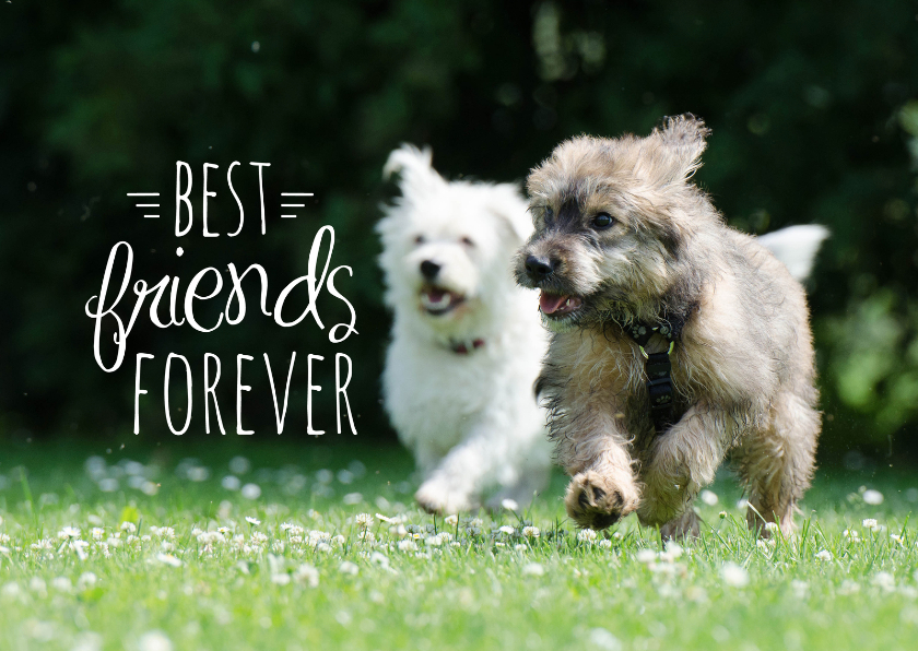 Dieren honden vriendschap - Vriendschap kaarten Vriendschap kaarten - Dieren honden vriendschap