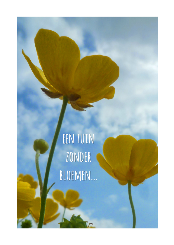 vriendschap boterbloem - Vriendschap kaarten Vriendschap kaarten - vriendschap boterbloem