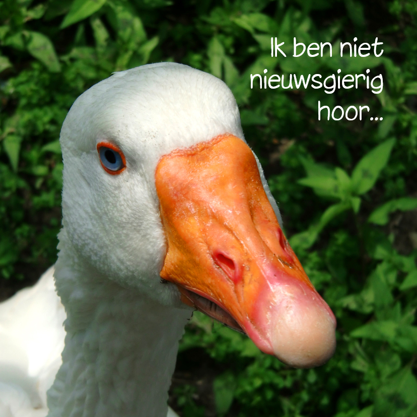Vriendschap Hoe gaat het - Vriendschap kaarten Vriendschap kaarten - Vriendschap Hoe gaat het