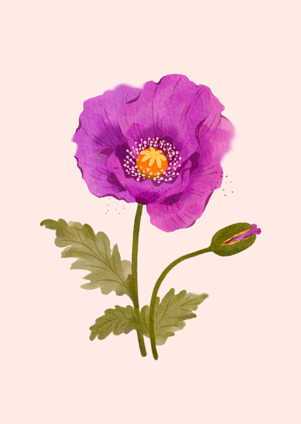 Bloemen kaartje met paarse klaproos - Wenskaarten Wenskaarten - Bloemen kaartje met paarse klaproos