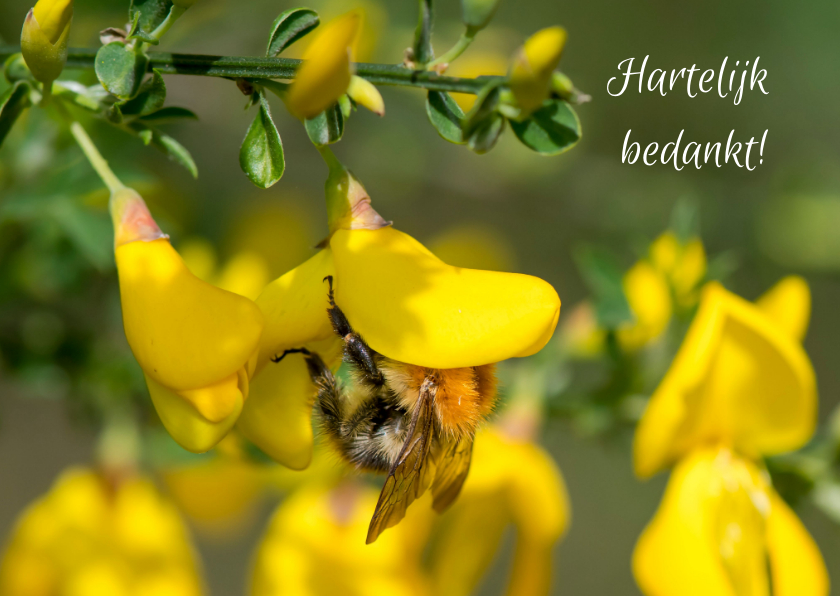 Wenskaarten - Bloemenkaart bedankt met knalgele bloemen en een bij