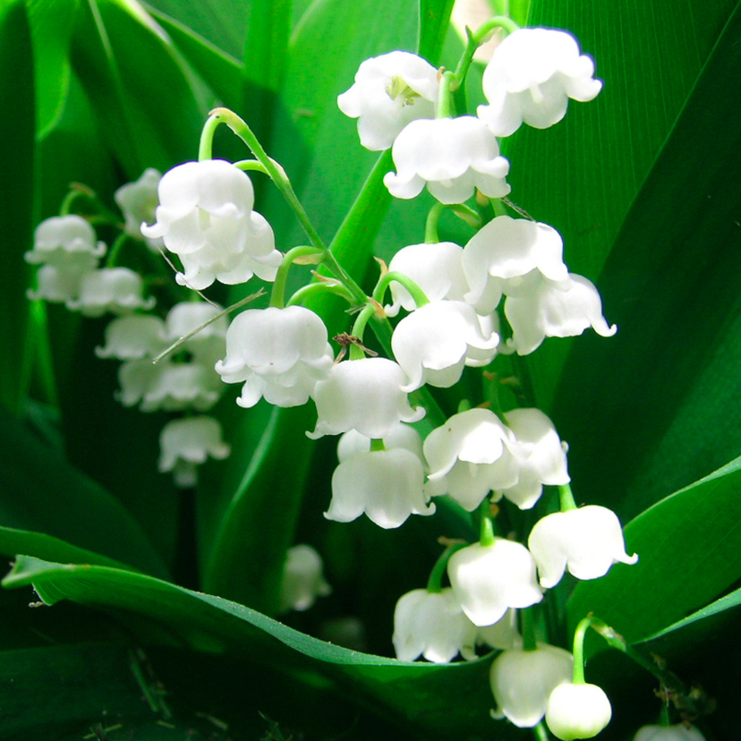 Bloemenkaart lelietjes - Wenskaarten Wenskaarten - Bloemenkaart lelietjes