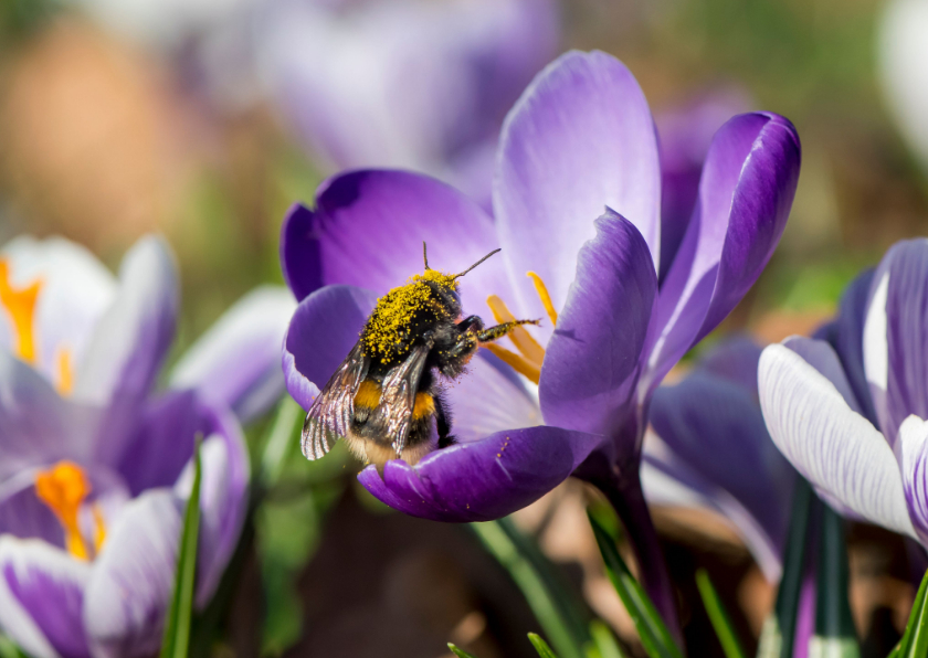 Wenskaarten - Bloemenkaart met crocussen en een mooie hommel