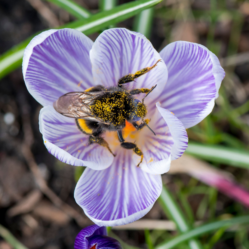 Wenskaarten - Bloemenkaart met paarse crocus en een mooie hommel