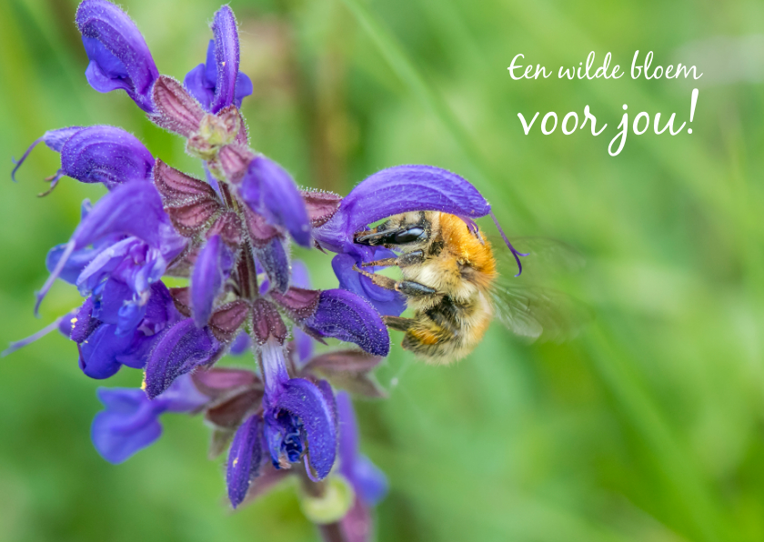 Wenskaarten - Bloemenkaart met paarse salvia en een mooie bij