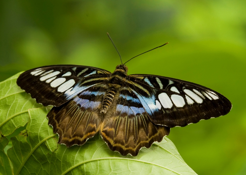 Wenskaarten - Bruin blauw witte vlinder