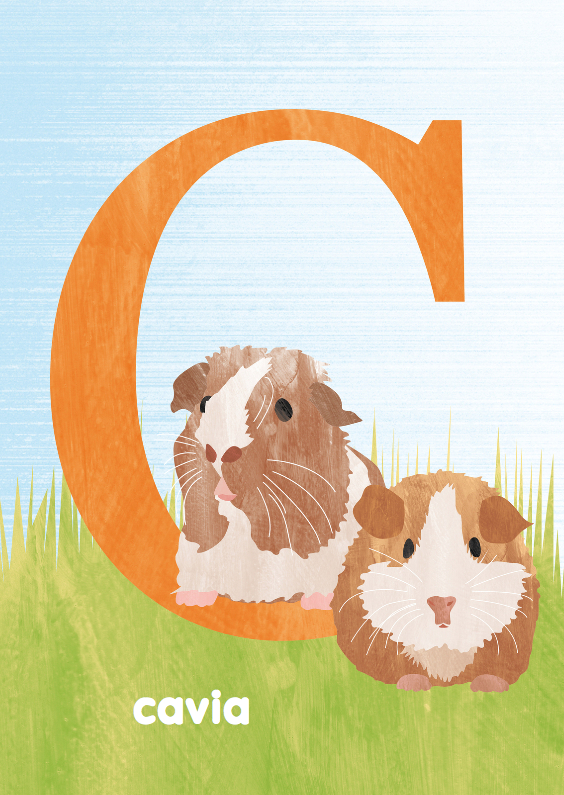 C van cavia - Wenskaarten Wenskaarten - C van cavia