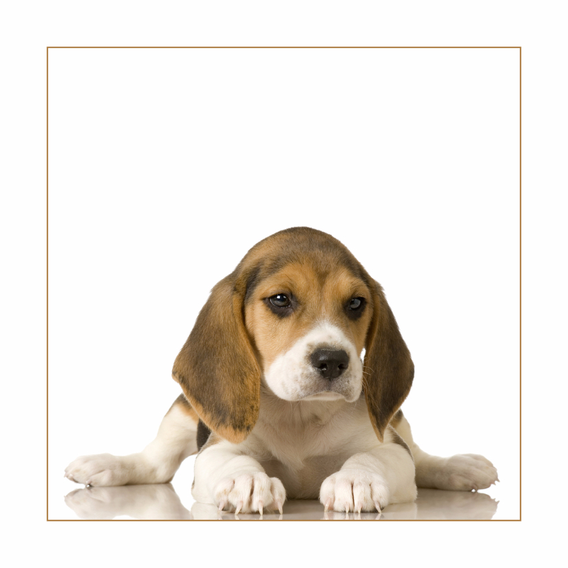 Wenskaarten - Dierenkaart beagle Puppy