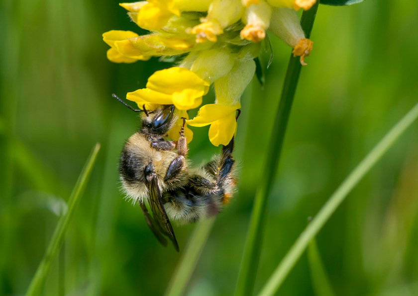 Wenskaarten - Dierenkaart een prachtige gestreepte bij op gele bloemen 