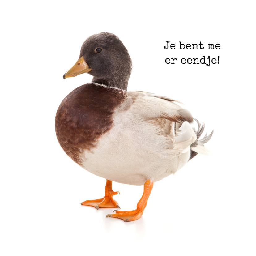 Wenskaarten - Dierenkaart - Je bent me er eendje!