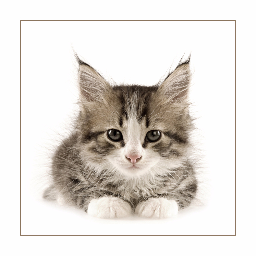 Wenskaarten - Dierenkaart Kitten