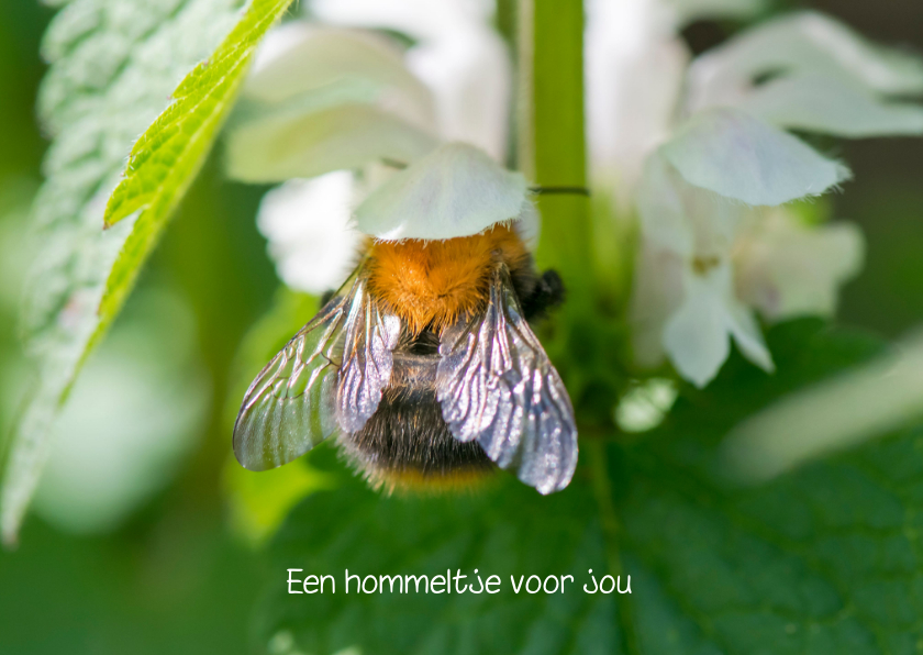 Wenskaarten - Dierenkaart met een bij in witte bloemen