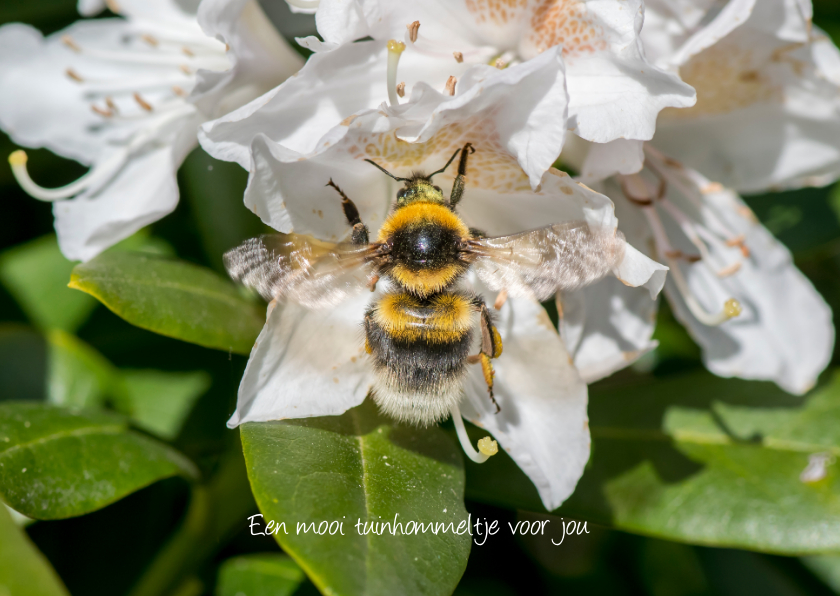 Wenskaarten - Dierenkaart met gele hommel in witte rhododendron bloem