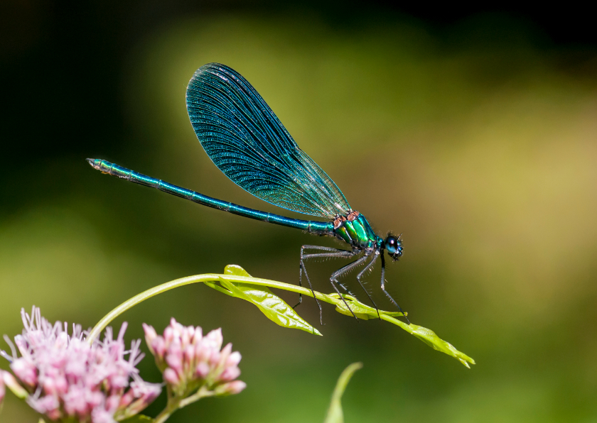 Wenskaarten - Dierenkaart met prachtige blauwe libelle op een takje