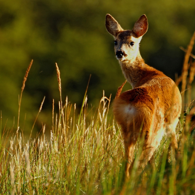 Wenskaarten - Dierenkaart ree kijkt om