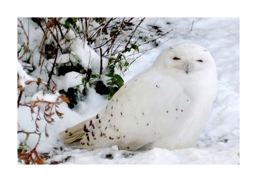 Wenskaarten - Dierenkaart Sneeuwuil