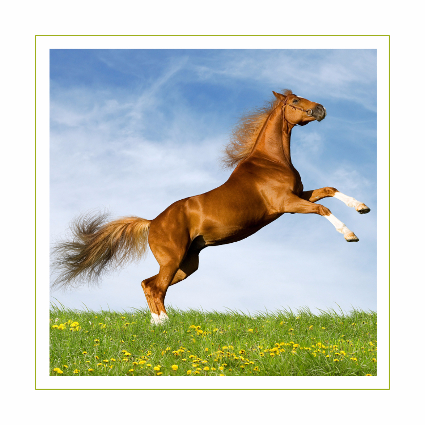 Wenskaarten - Dierenkaart steigerend paard 3