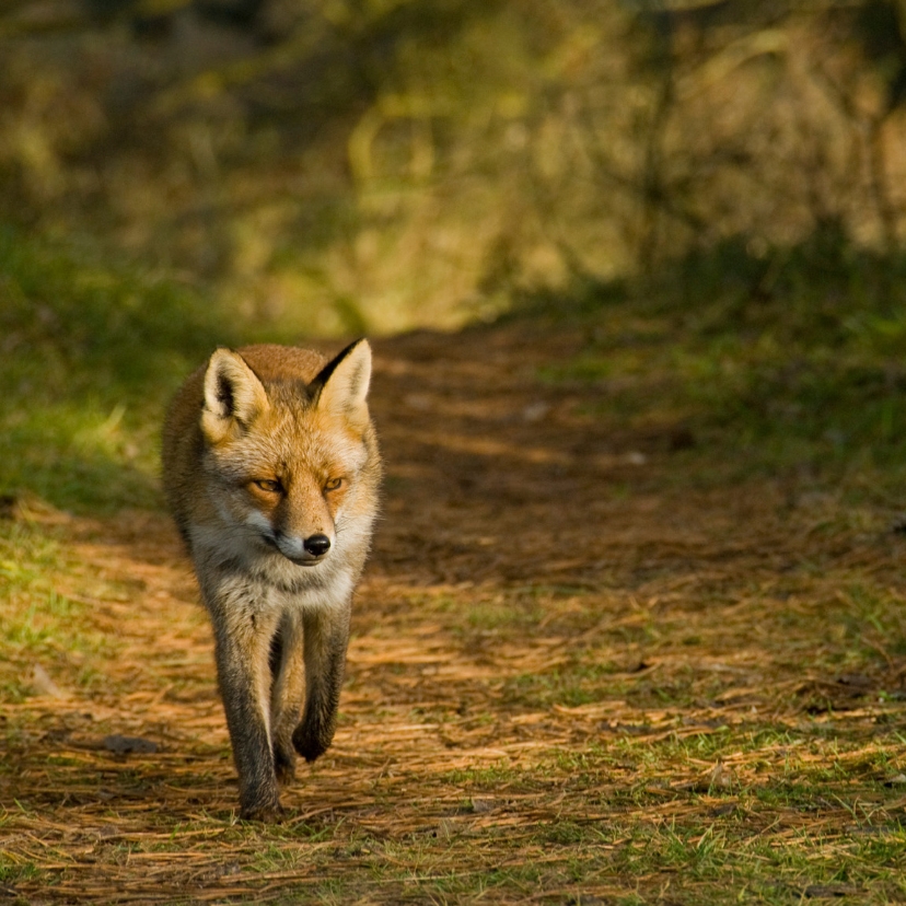 Wenskaarten - Dierenkaart vos loopt naar je toe