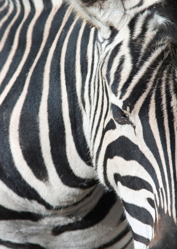 Wenskaarten - Dierenkaart zebra