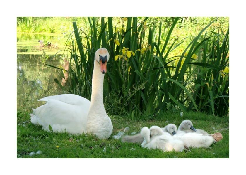 Wenskaarten - Dierenkaart Zwaantjes in gras