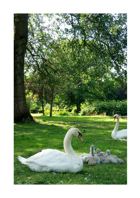 Wenskaarten - dierenkaart Zwanenfamilie