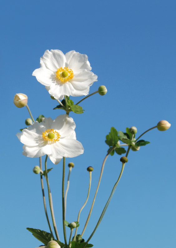 Wenskaarten - Foto met mooie witte bloemen