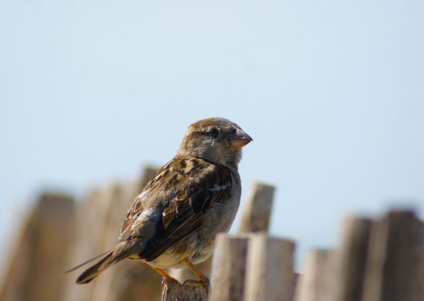 Fotokaart van een musje op een hek - Wenskaarten Wenskaarten - Fotokaart van een musje op een hek