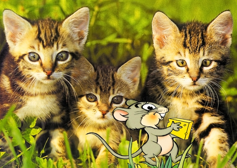 Wenskaarten - Grappige dierenkaart 3 katten met muisje
