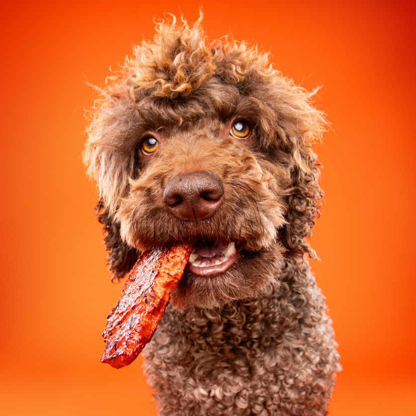 Grappige hondenkaart van hond met stuk vlees in bek - Wenskaarten Wenskaarten - Grappige hondenkaart van hond met stuk vlees in bek