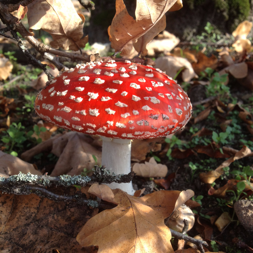 Wenskaarten - Herfst Paddestoel rood met witte stippen