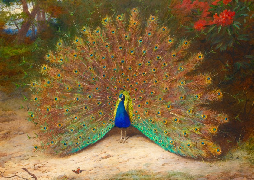 Kunstkaart van Archibald Thornburn. Pauw - Wenskaarten Wenskaarten - Kunstkaart van Archibald Thornburn. Pauw