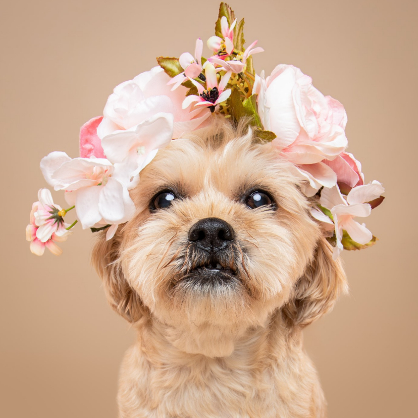 Lieve hondenkaart van klein hondje met bloemenkrans op kop - Wenskaarten Wenskaarten - Lieve hondenkaart van klein hondje met bloemenkrans op kop