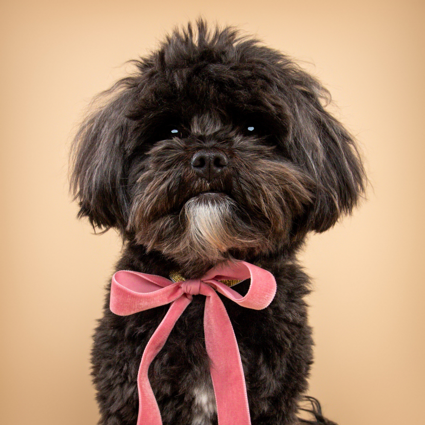 Lieve hondenkaart van zwart hondje met roze strik om nek - Wenskaarten Wenskaarten - Lieve hondenkaart van zwart hondje met roze strik om nek