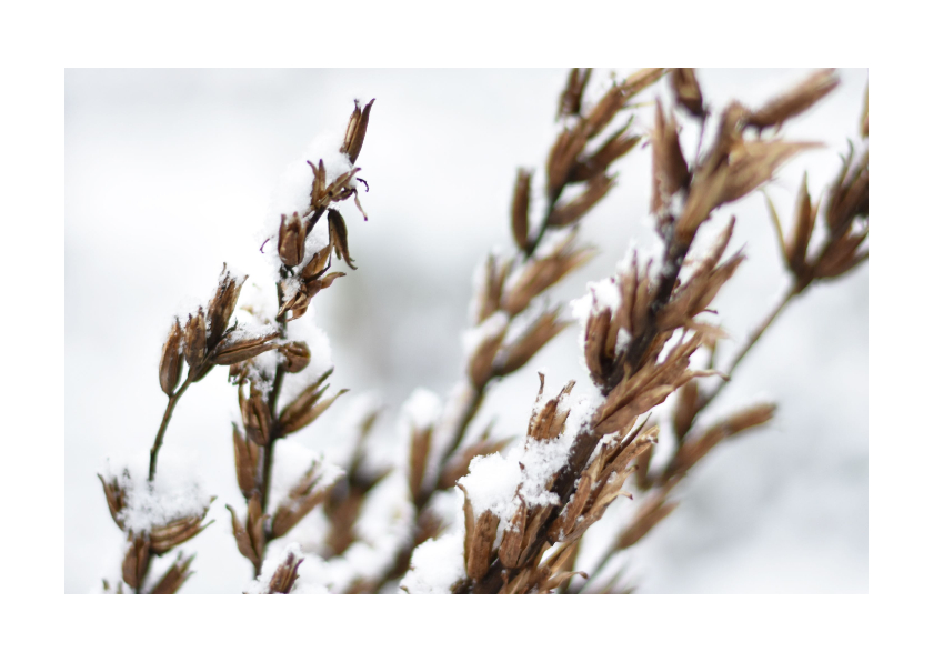 Wenskaarten - Moderne winterse wenskaart met natuurfoto