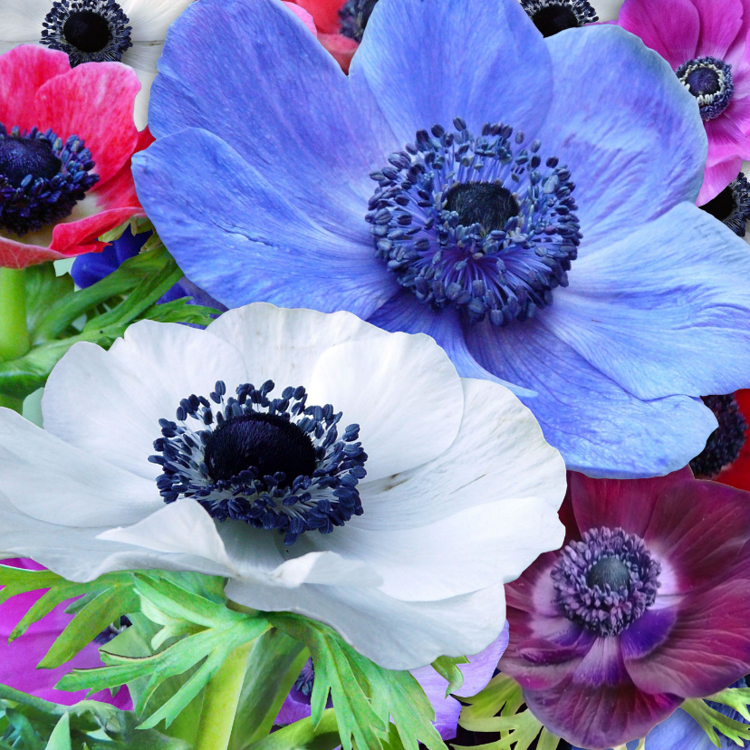 Wenskaarten - Mooie bloemenkaart met Anemonen in diverse kleuren