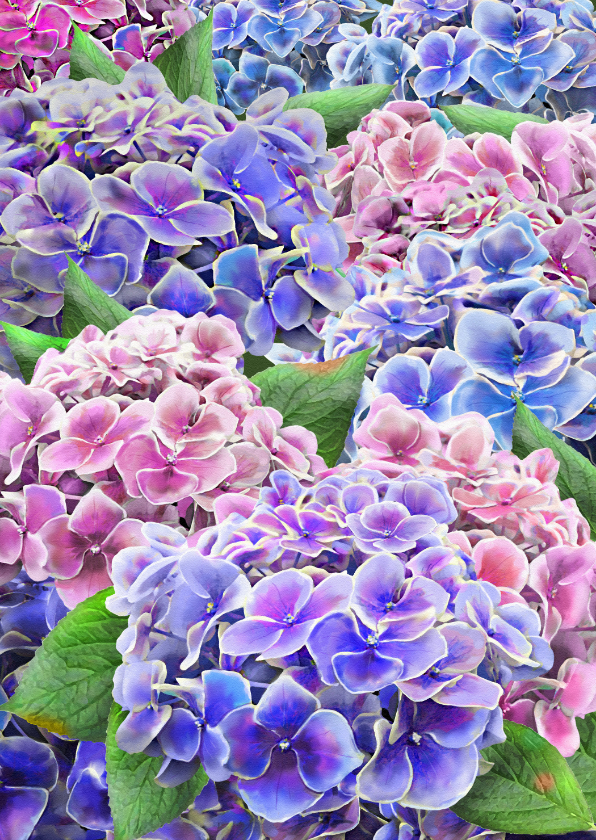 Mooie bloemenkaart met geschilderde hortensia's - Wenskaarten Wenskaarten - Mooie bloemenkaart met geschilderde hortensia's
