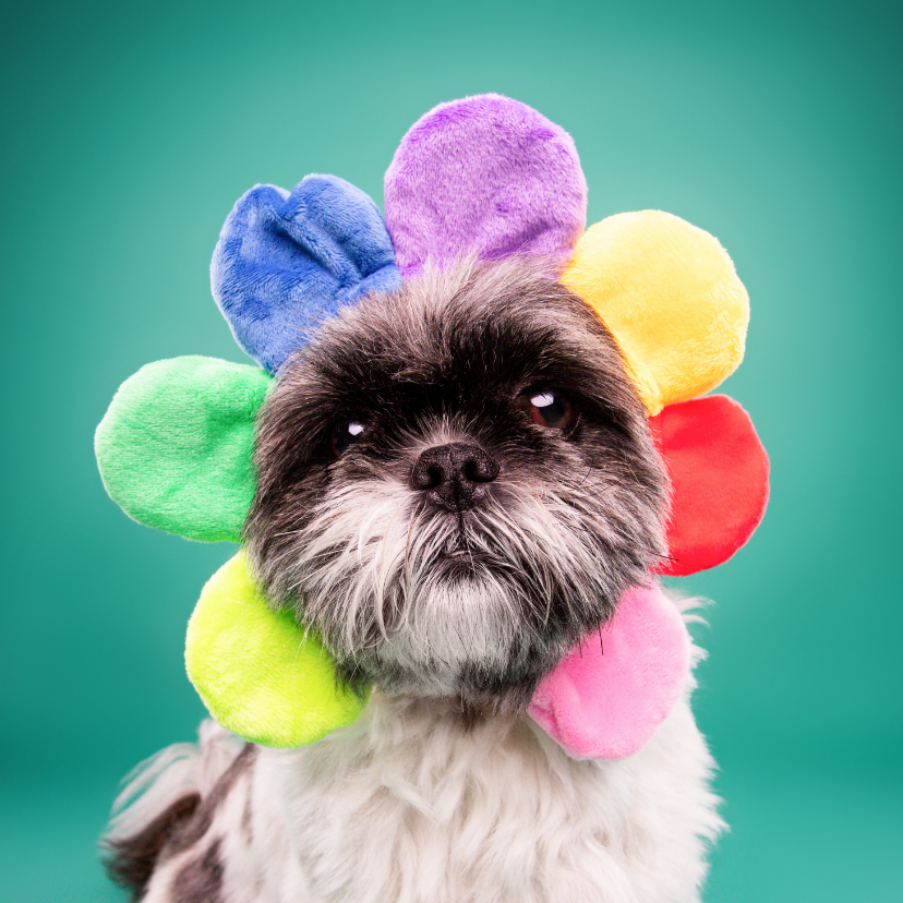 Opfleurende hondenkaart van boomer hond met bloemenmuts op - Wenskaarten Wenskaarten - Opfleurende hondenkaart van boomer hond met bloemenmuts op