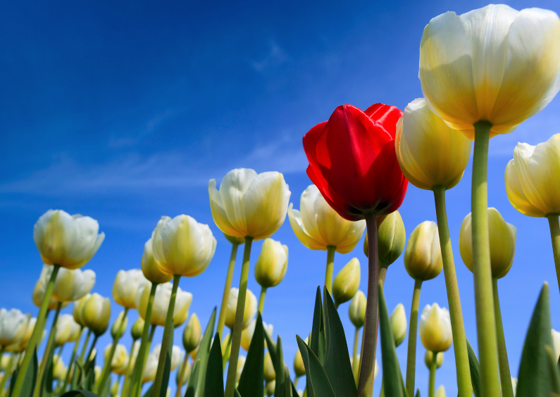 Wenskaarten - Prachtige Hollandse tulpen