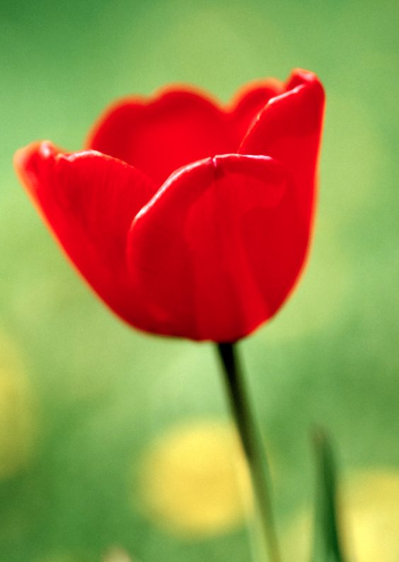 Wenskaarten - Rode Tulp - BK