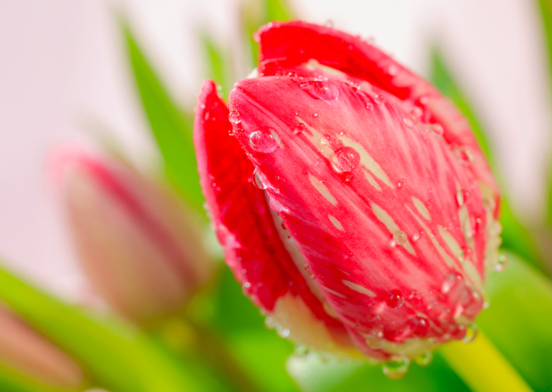 Wenskaarten - Rode tulp met druppels